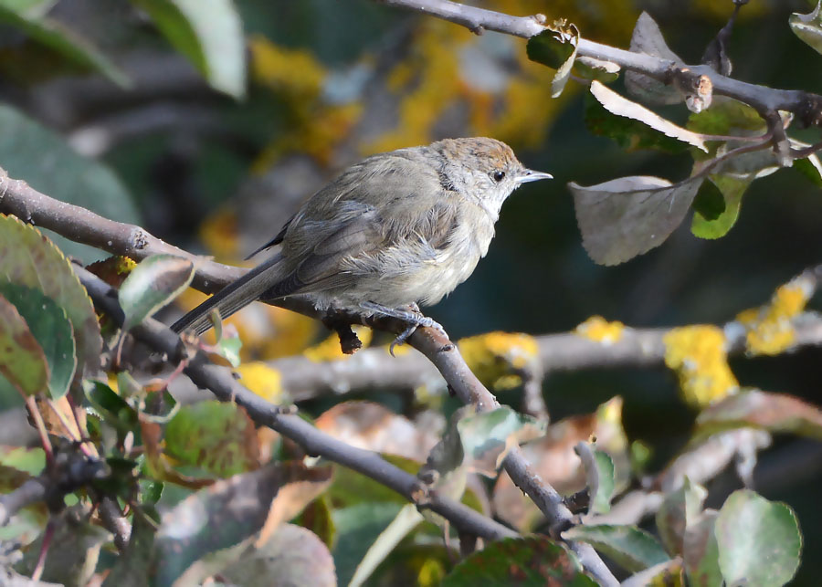 Giovane Capinera, Sylvia atricapilla